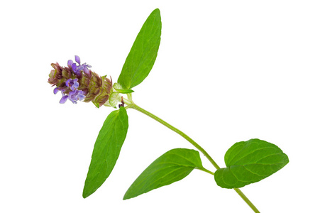 夏枯草植物图片 夏枯草植物素材 夏枯草植物插画 摄图新视界 夏枯草植物图片 夏枯草植物素材 夏枯草植物插画 摄图新视界