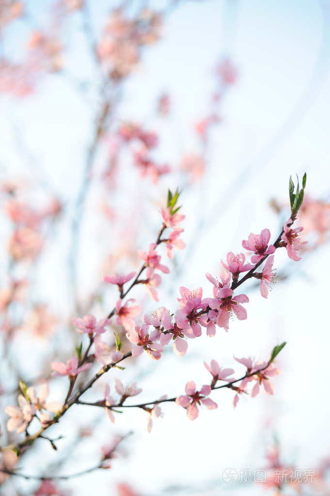 花园中开花果树的枝条