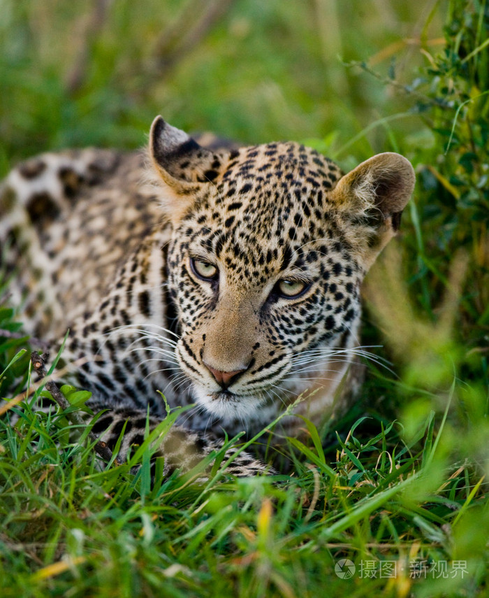 关闭了豹子的肖像