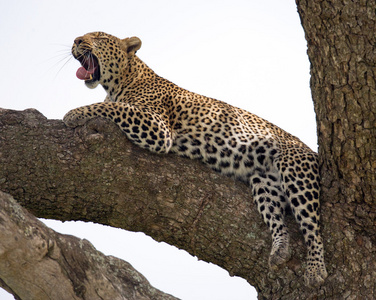 豹休息躺在一棵树上