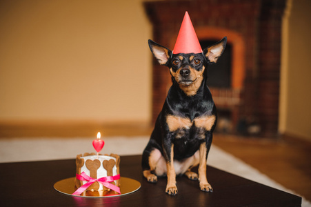 在与狗蛋糕生日帽小猎犬