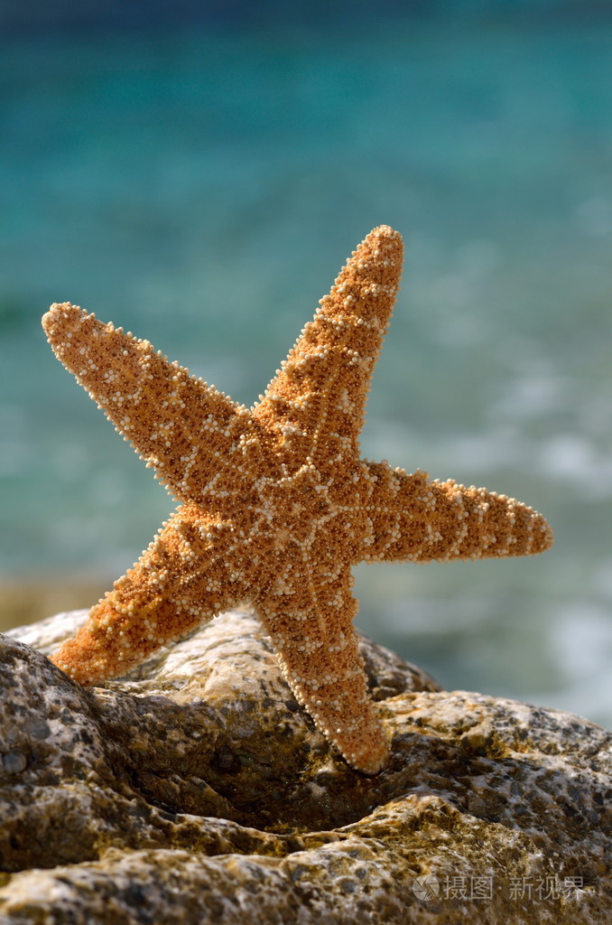 夏季海滩上的海星