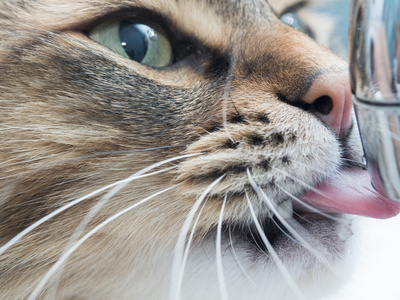 在浴室里的獠牙饮用水逗猫图片