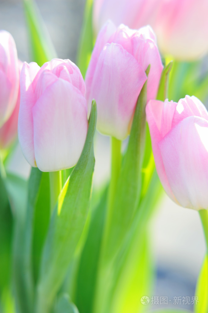 户外阳光下清新的粉红色郁金香花束