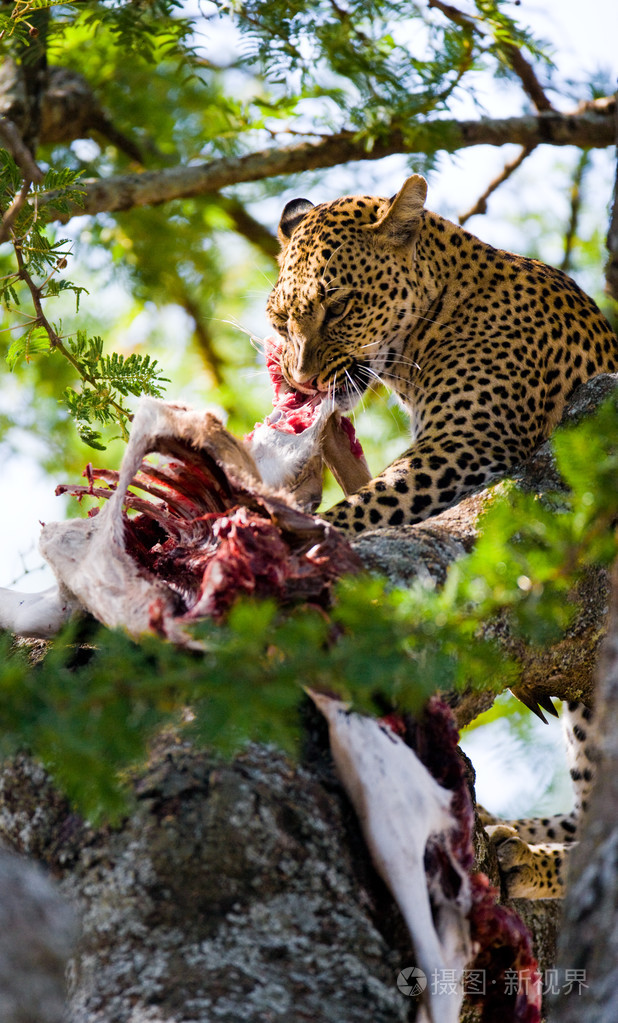 豹子吃死兽的肉