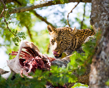 豹子吃死兽的肉图片