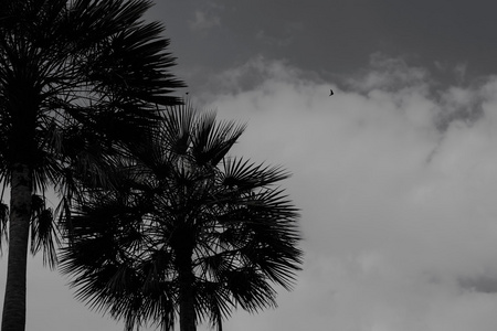 黑色和白色的树木景观映衬着灰蒙蒙的天空
