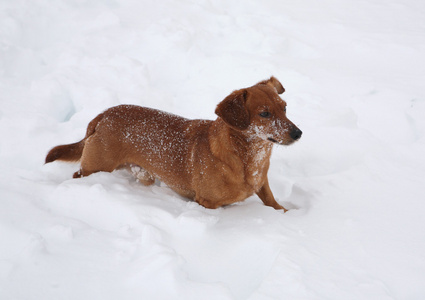 腊肠犬在雪地里玩