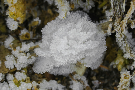 冰晶花, 霜冻花, 冰花在地面上形成