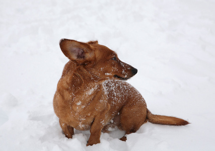 腊肠犬在雪地里玩