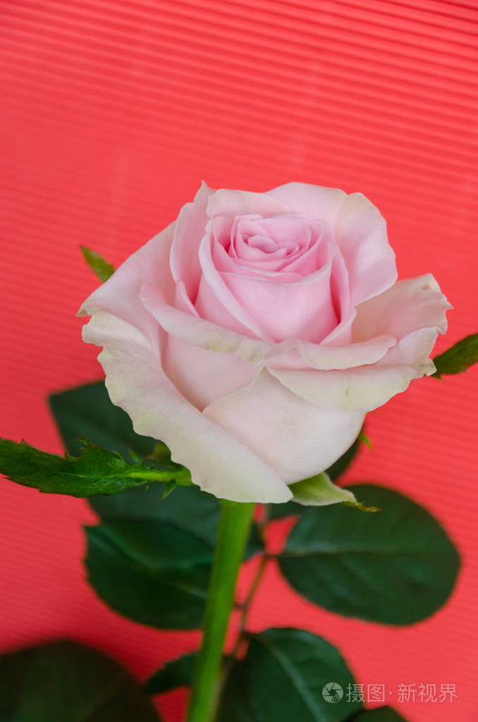 珊瑚背景上的单瓣玫瑰