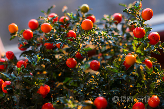 茄果类 pseudocapsicum 浆果特写图像