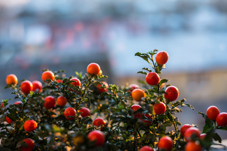 茄果类 pseudocapsicum 浆果特写图像