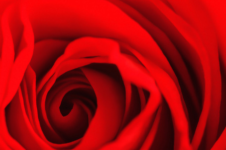 红色的玫瑰花朵的特写