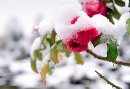 被雪覆盖的冷冻玫瑰