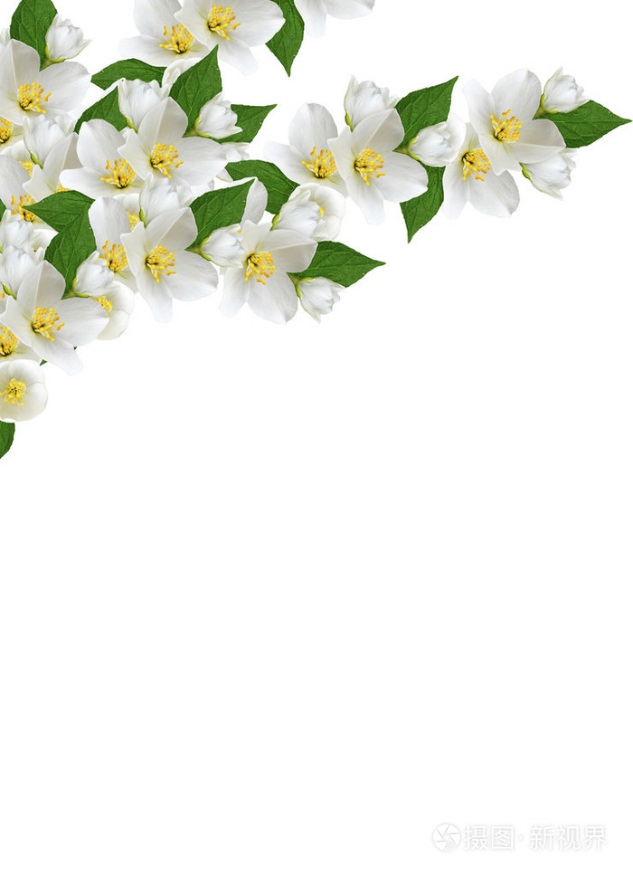 孤立的白色背景上的茉莉花的分支