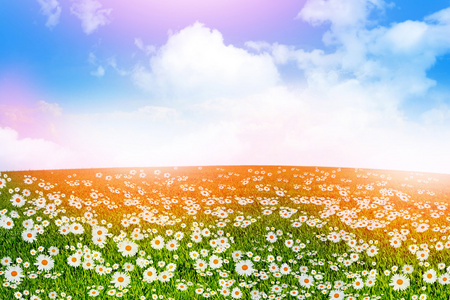 野花雏菊。夏日风景