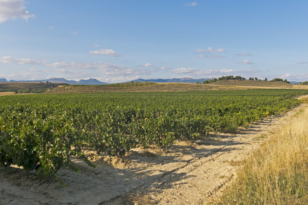 Wineyard 在西班牙拉里奥哈的视图