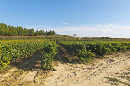 Wineyard 在西班牙拉里奥哈的视图