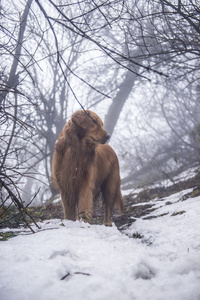 金毛寻回犬户外雪图片