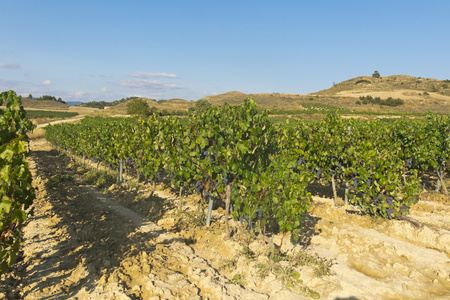 Wineyard 在西班牙拉里奥哈的视图