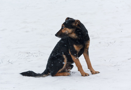 孤独的流浪狗坐在雪地上。动物