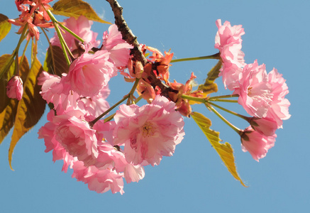 樱花花或樱花