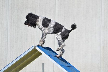 在狗的敏捷性审判时发现标准的贵宾犬