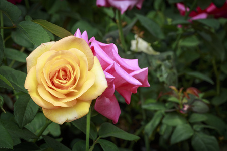 黄色和粉色玫瑰