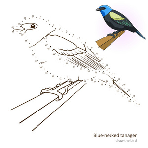 蓝色的长颈山雀的鸟学会画矢量图片