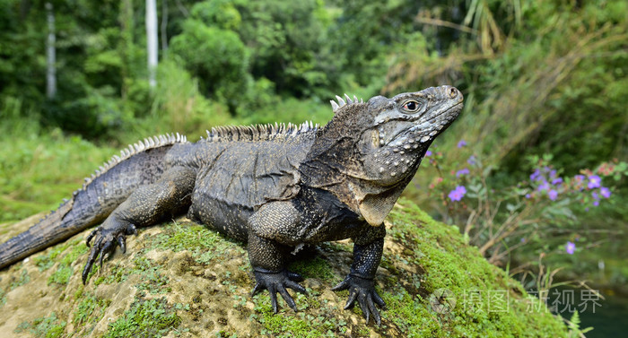 在森林里的鬣蜥古巴岩鬣蜥那nubila也称为古巴地面鬣蜥