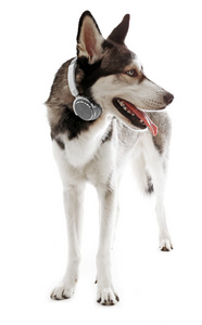 西伯利亚雪橇犬戴着耳机