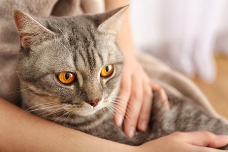 女人控股可爱只灰色的猫