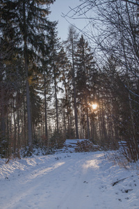 冬日森林与木材存储
