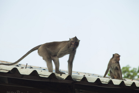 猴子的佛教寺庙