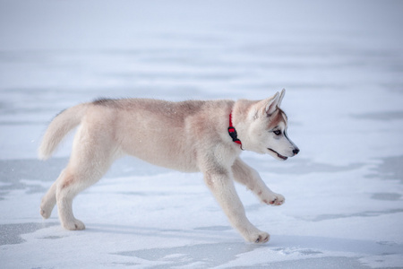 赫斯基在雪地上的小狗