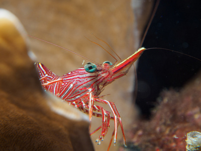 hingebeak 虾在水下照片