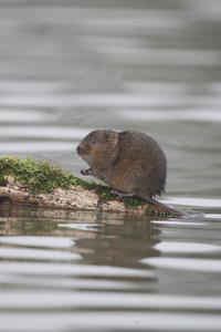 水田鼠，Arvicola amphibius