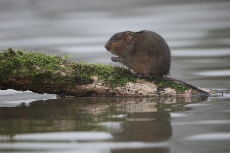 水田鼠，Arvicola amphibius