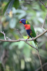 彩虹澳洲鹦鹉或鹦鹉，Trichoglossus haematodus