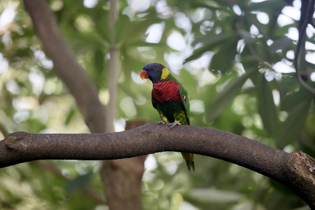 彩虹澳洲鹦鹉或鹦鹉，Trichoglossus haematodus