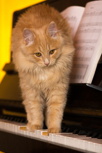 小猫坐在一架钢琴的键盘