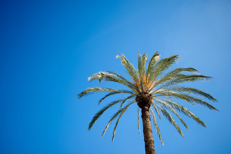 地中海棕榈树
