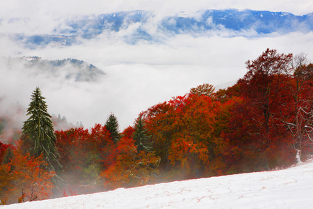 秋天的树林，在喀尔巴阡山