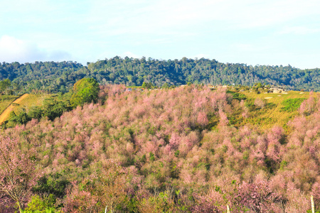 泰国的樱花或在富 Lom 罗湖山杏樱野