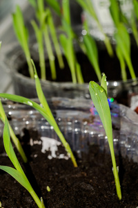 绿色的植物幼苗