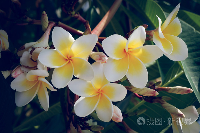 白色素馨花热带花卉，新鲜的鸡蛋花盛开