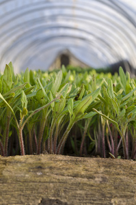 蔬菜种植生物图片