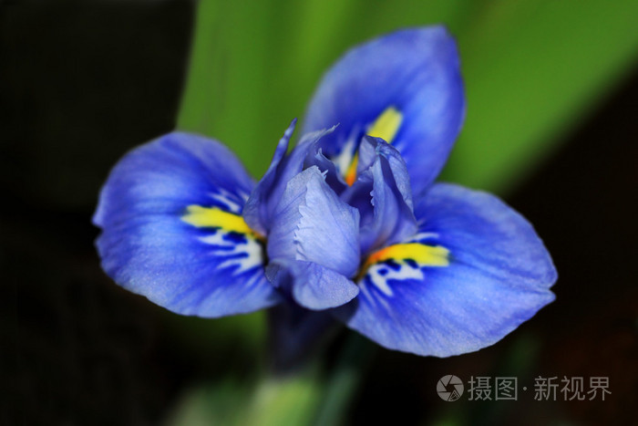 早开花的蓝矮星虹膜