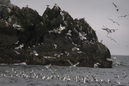 中海鸟类栖息的岩石图片